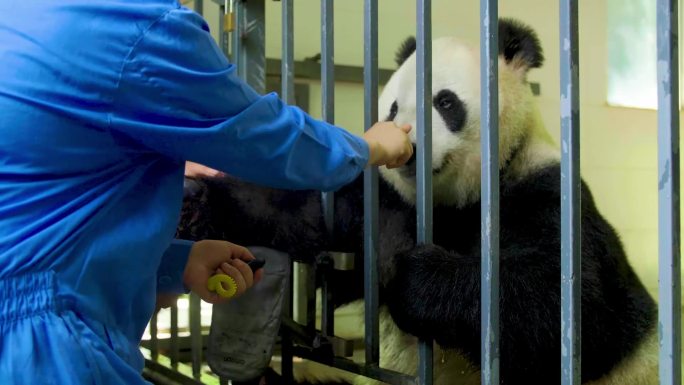 大熊猫体检