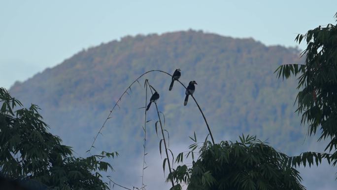 三只国家一级保护动物犀鸟在竹子上
