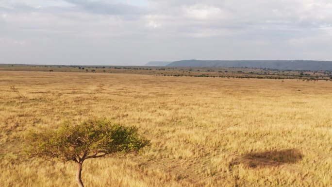 空中无人机拍摄的马赛马拉非洲稀树草原，金合欢树，平原和草原，戏剧性的美丽金色光肯尼亚从上面，低镜头飞