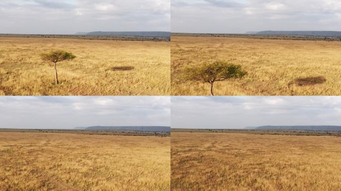空中无人机拍摄的马赛马拉非洲稀树草原，金合欢树，平原和草原，戏剧性的美丽金色光肯尼亚从上面，低镜头飞