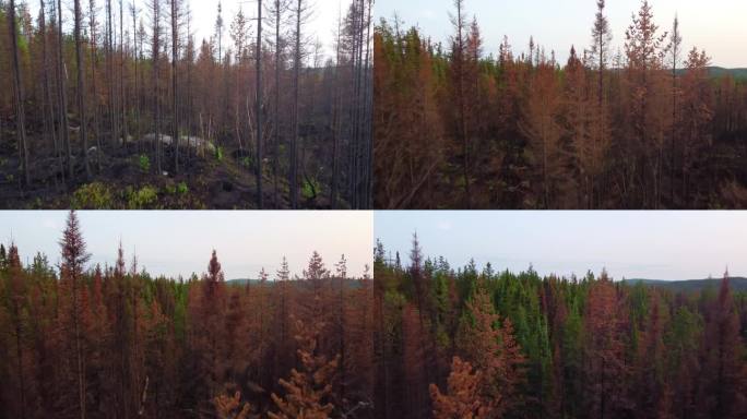 无人机拍摄到的森林照片显示，在勒贝尔-苏-夸姆姆大火发生的地方