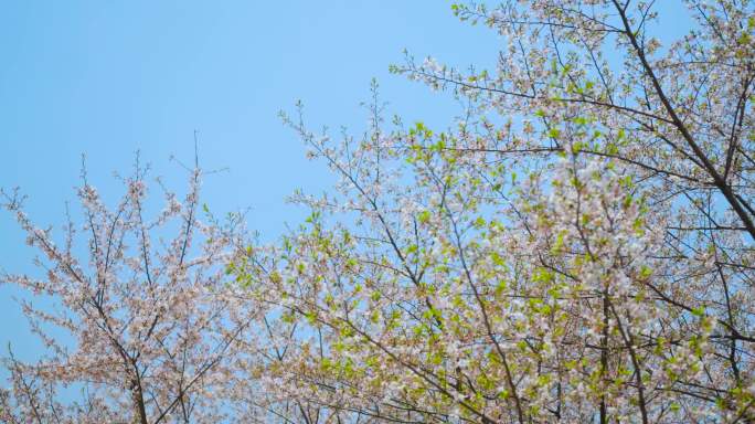 桃花 树枝 绿色 大自然 微风 园林