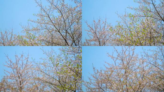 桃花 树枝 绿色 大自然 微风 园林