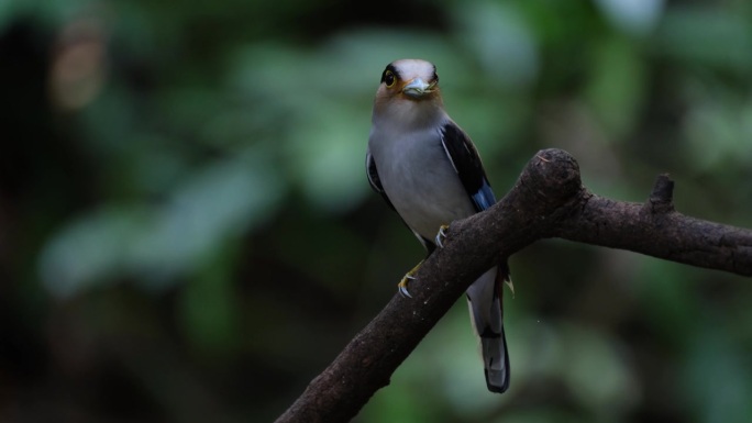泰国，银胸阔嘴鹭面朝左边，嘴里含着食物，四处张望，确保安全，然后飞向巢穴，给雏鸟带去食物