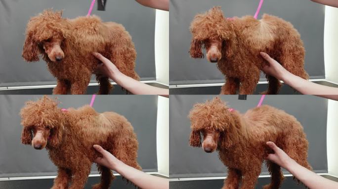 美容师在宠物水疗中心为贵宾犬吹干头发