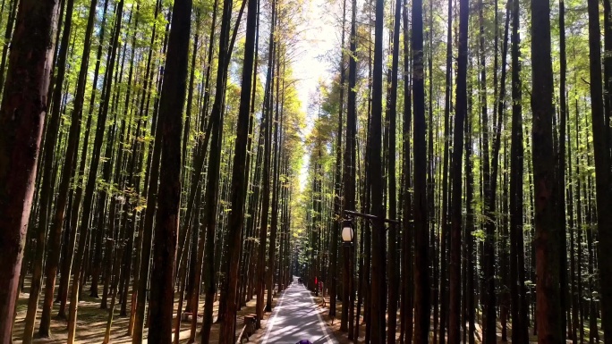 山王坪的秋天平分秋色