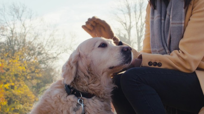 一名女子坐在秋天公园或乡村的长椅上带着金毛猎犬遛狗的特写