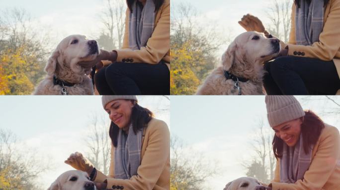 一名女子坐在秋天公园或乡村的长椅上带着金毛猎犬遛狗的特写