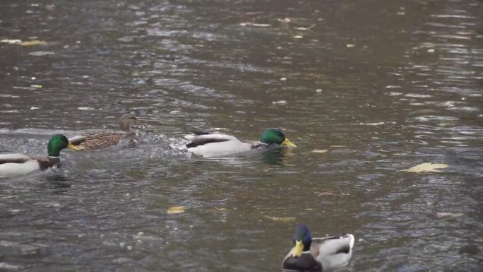 鸭子带着食物顺流而下，躲避着其他鸭子