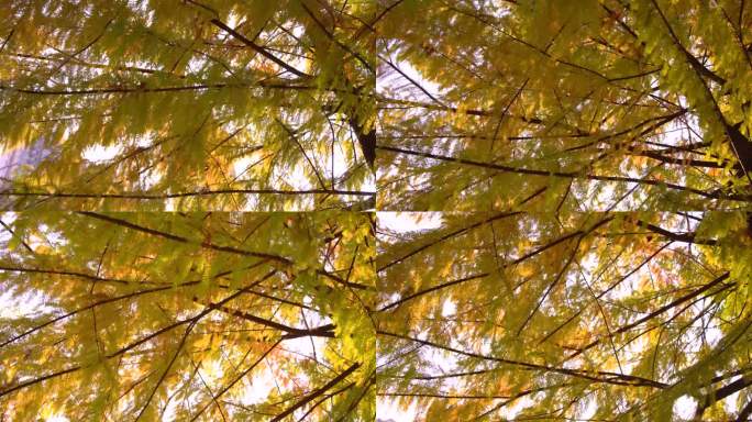 秋天的落羽杉叶子金黄