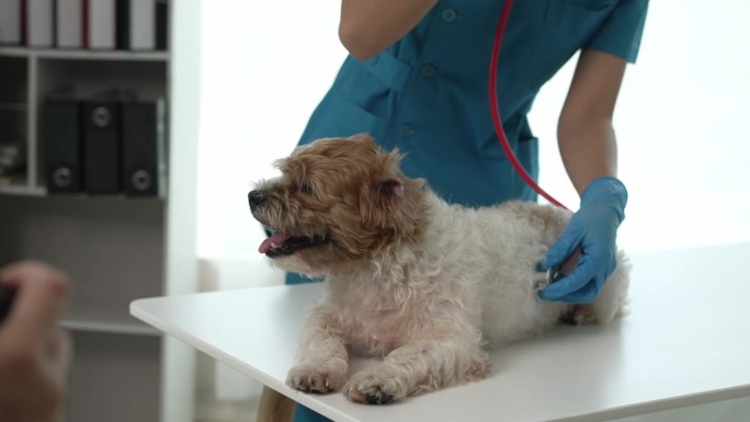 兽医抚摸受惊的柯基狗参观动物诊所兽医医生检查病人的狮子狗兽医照顾宠物