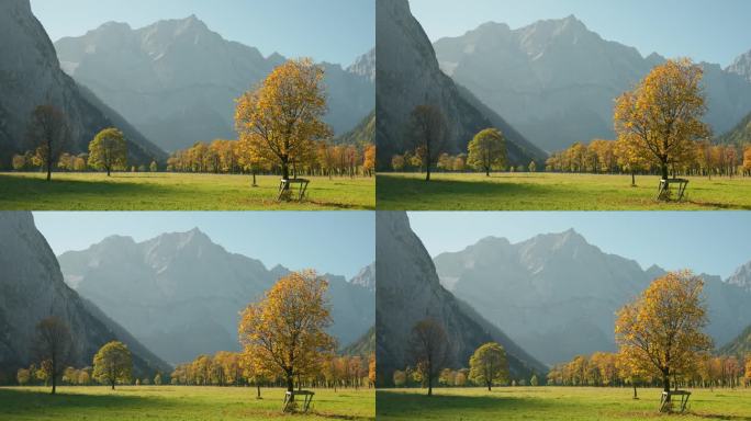 巴伐利亚阿尔卑斯山谷里秋天的枫树