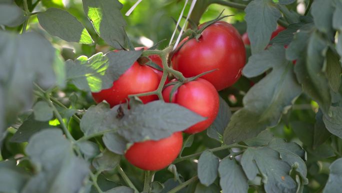 4K实拍，农科院种植基地红色番茄。