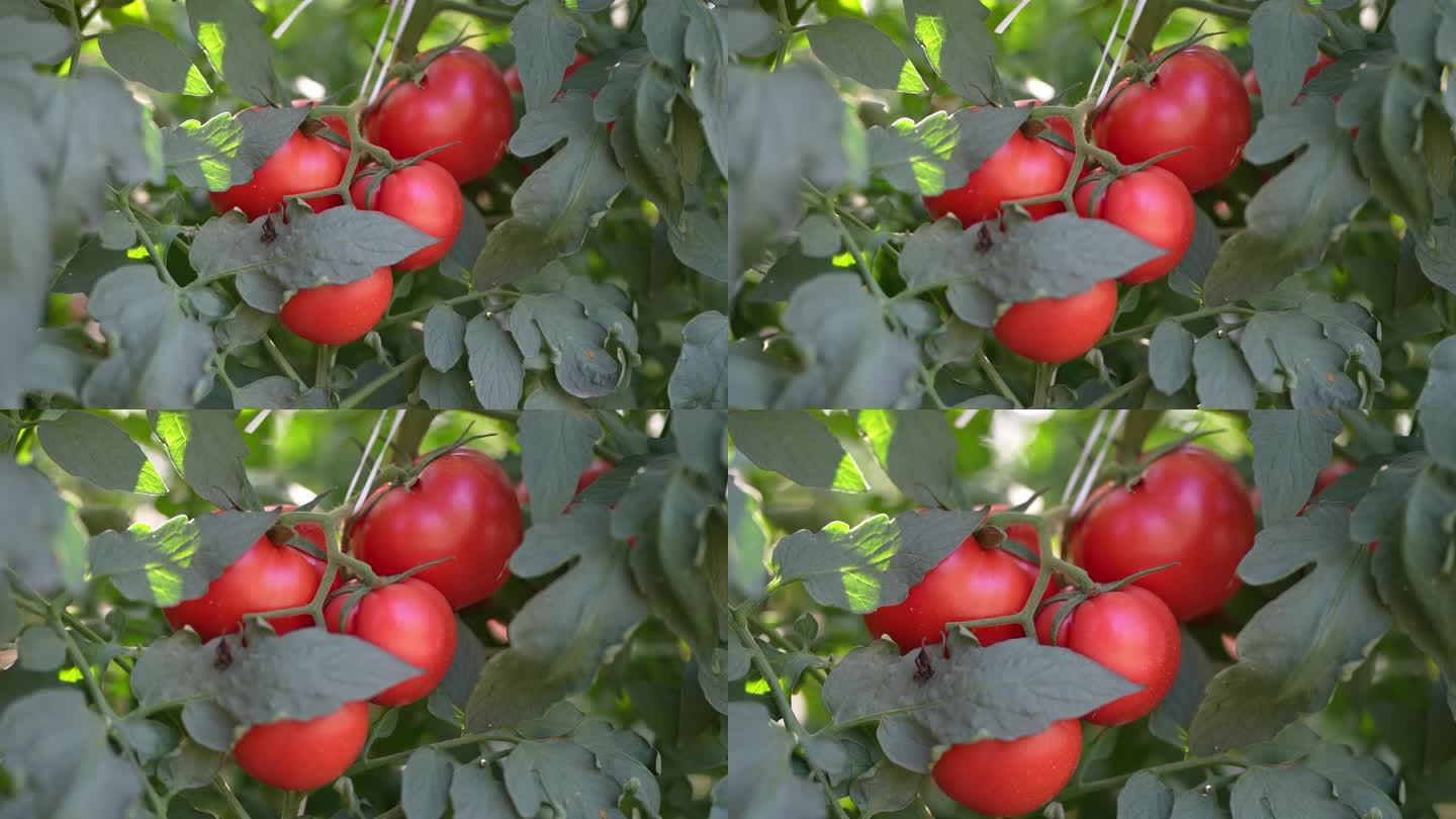 4K实拍，农科院种植基地红色番茄。