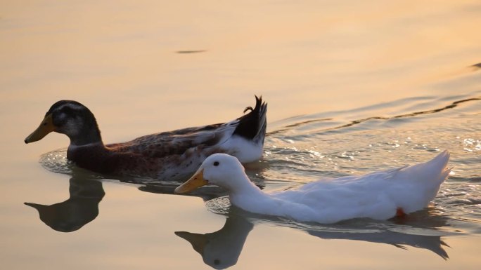 鸭子在湖水中游泳日落阳光游水