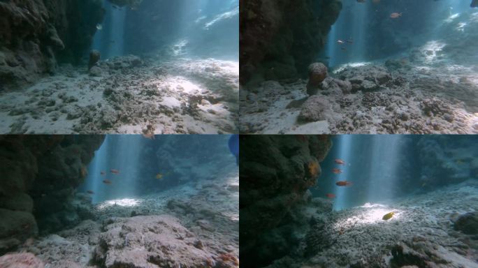 探索海底珊瑚礁，在水下与一群士兵鱼一起游泳