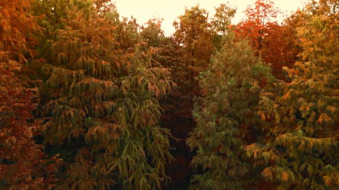 落日黄昏航拍四明湖水杉林湿地公园