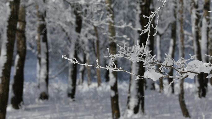 寒冷的冬天高山上的冰雪雾凇小景 树桂