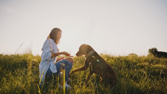 狗狗SLO MO正在向微笑的主人伸出爪子，主人正在给它吃的。女子在草地上训练维兹拉握手