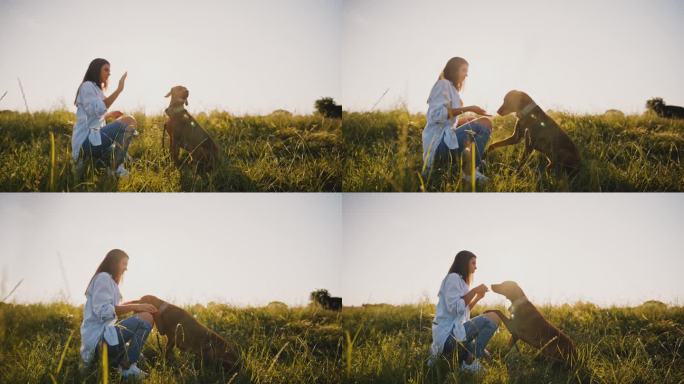 狗狗SLO MO正在向微笑的主人伸出爪子，主人正在给它吃的。女子在草地上训练维兹拉握手