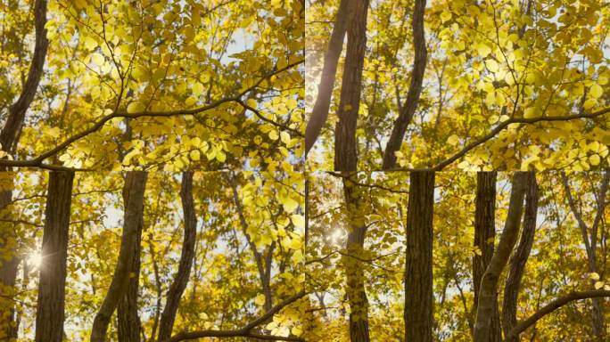 阳光明媚的山路秋天到了枫叶黄叶枯叶叶子黄