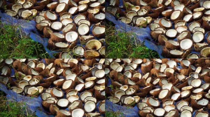 泰国椰子油生产;椰子壳被切成两半，在工厂加工前晒干。