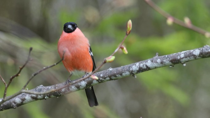 爱沙尼亚春日里栖息的彩色雄性红腹灰雀特写