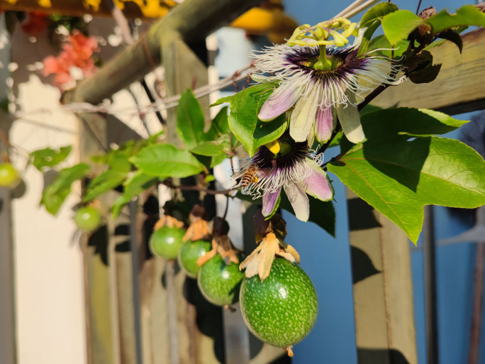 钦蜜9号百香果花蜜蜂采蜜阳台楼顶绿植盆栽