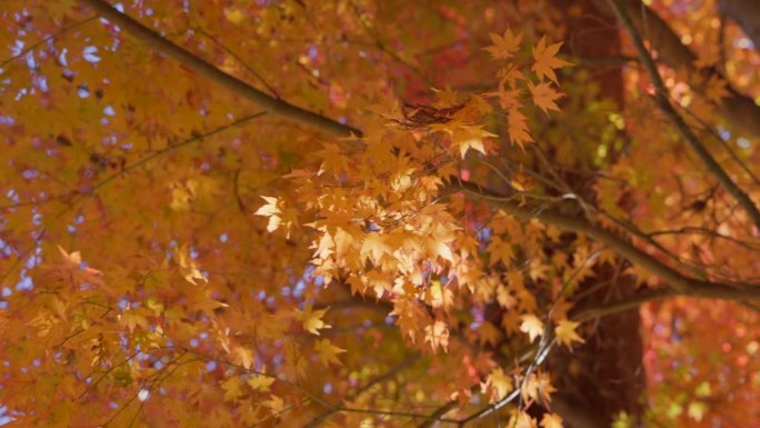 山上长满了树秋天到了枫叶黄叶枯叶叶子黄落