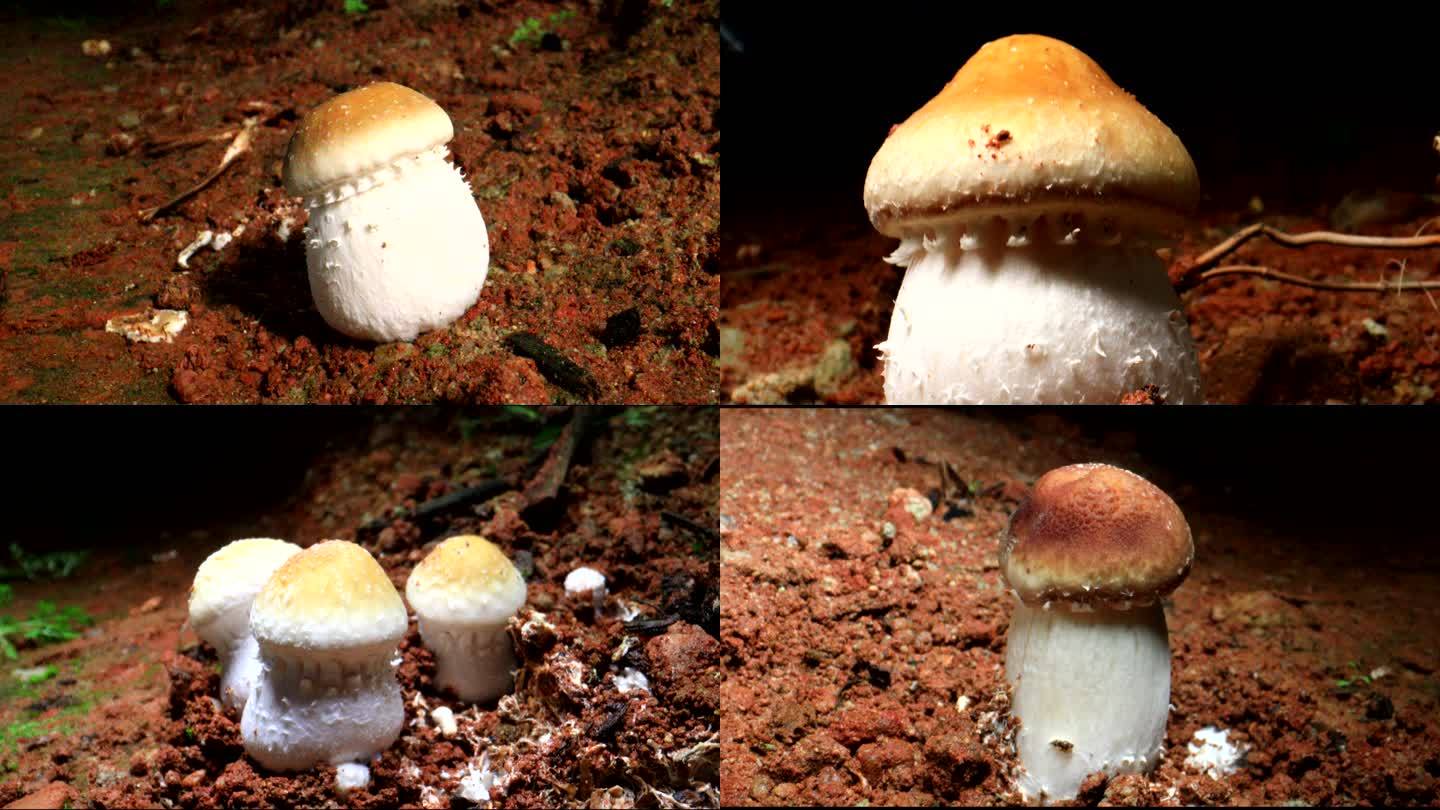 大球盖菌 蘑菇