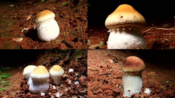 大球盖菌 蘑菇