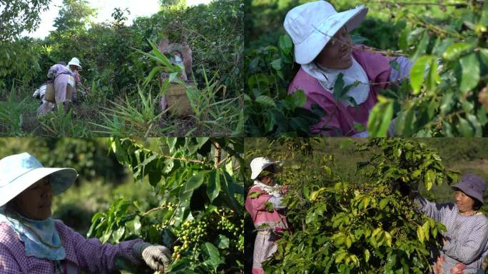 农民农户摘咖啡豆1