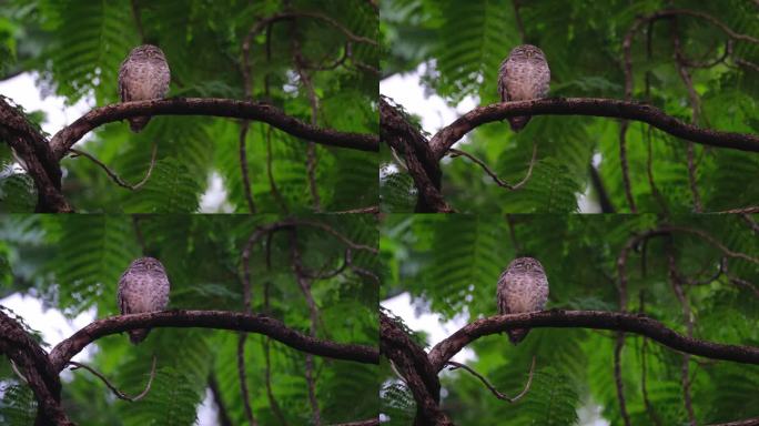 泰国雅典娜布拉玛，斑点猫头鹰栖息在树枝上，在风吹的时候眨着左眼