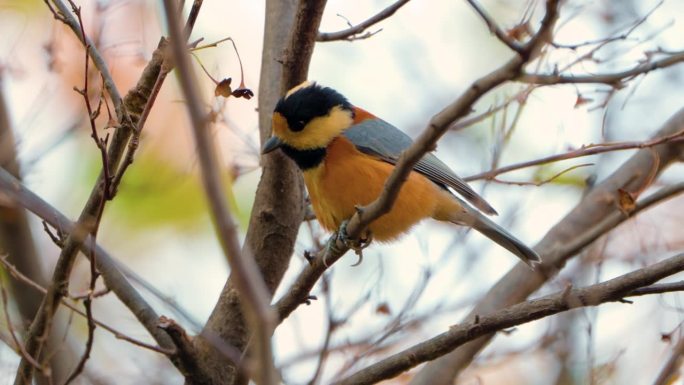 山雀(Sittiparus Varius)雀鸟极端近距离拍摄抖羽毛抖翅膀的行为，在无叶的树上梳理羽毛