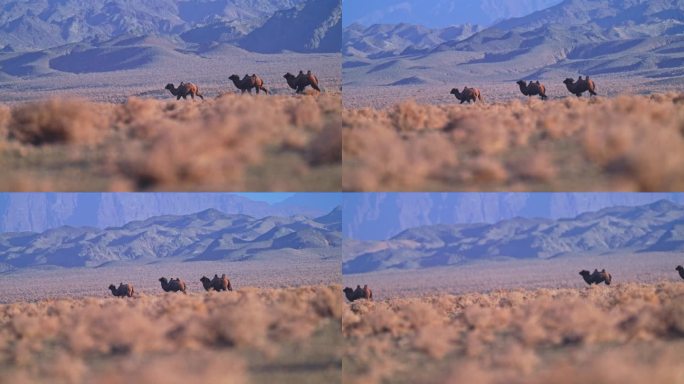 野骆驼 罗布泊