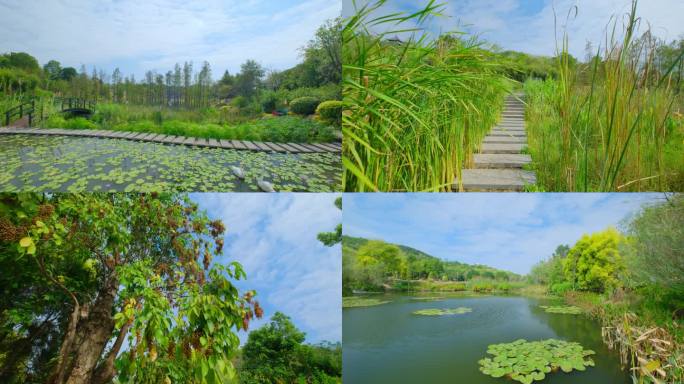 南宁青秀山湿地公园莫奈花园