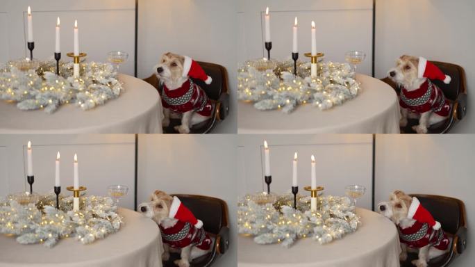 穿着圣诞老人服装的狗。宠物把它的头放在一张装饰着蜡烛的桌子上。杰克罗素梗遇见节日。圣诞夜