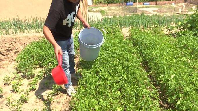 农村男人在菜园里浇水护理蔬菜农村菜园