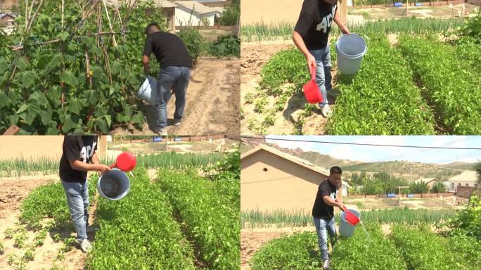 农村男人在菜园里浇水护理蔬菜农村菜园