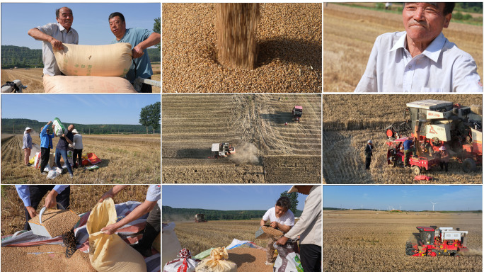 小麦丰收夏粮收割粮食安全