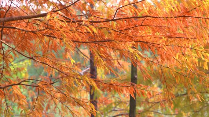 秋天的树叶随风飘动