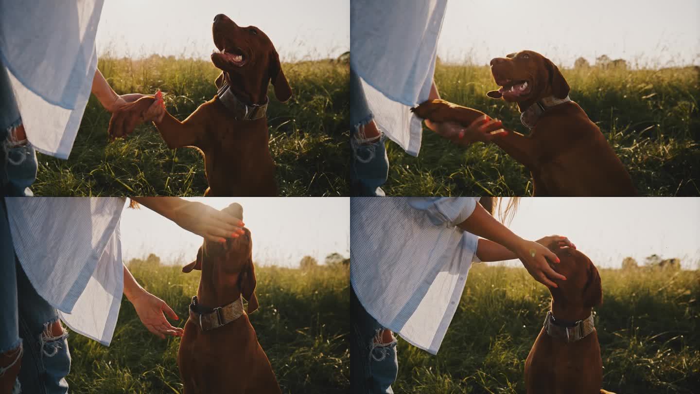 给我点吃的，我是条好狗。一名妇女在草地上教她与棕色的维兹拉握手