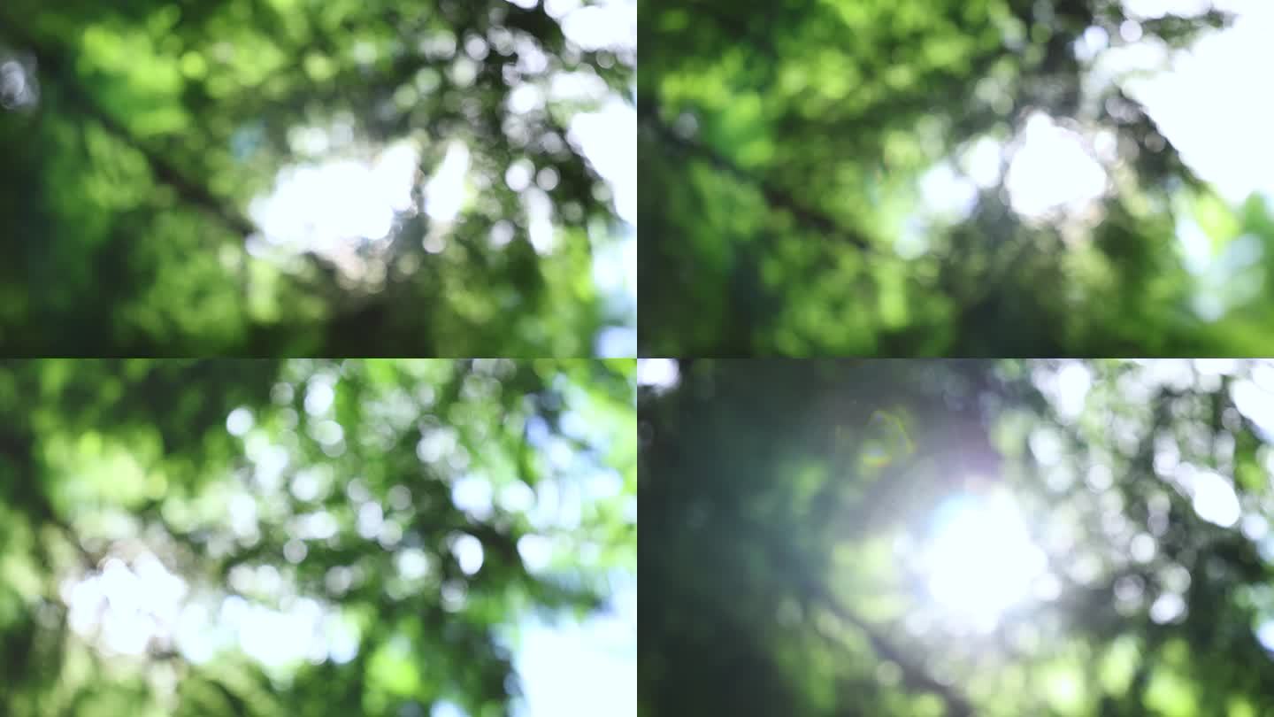 阳光穿透树叶空镜