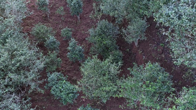 云南普洱凤凰窝茶山茶地航拍