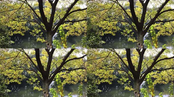 河边的树木叶子闪闪发亮