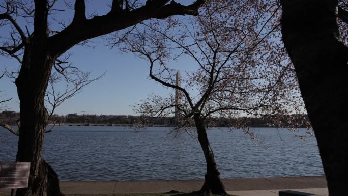 华盛顿纪念碑，华盛顿特区:樱花
