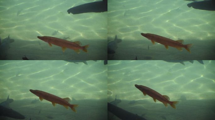 水族馆里的鱼游来游去的鱼儿视频素材