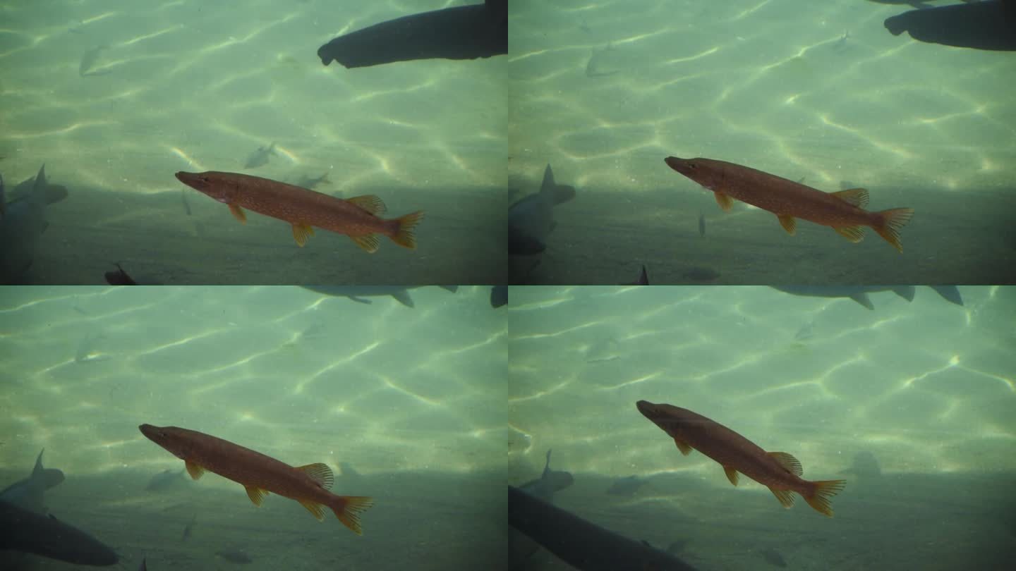 水族馆里的鱼游来游去的鱼儿视频素材