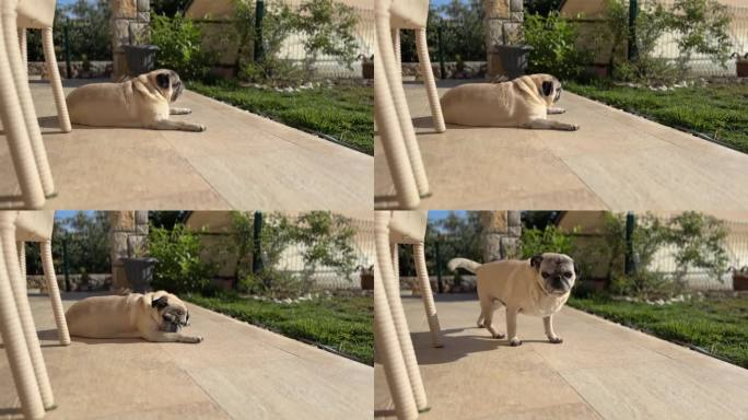 大四的小胖胖的哈巴狗坐在花园上和夏天合了一会儿，然后站起来走了