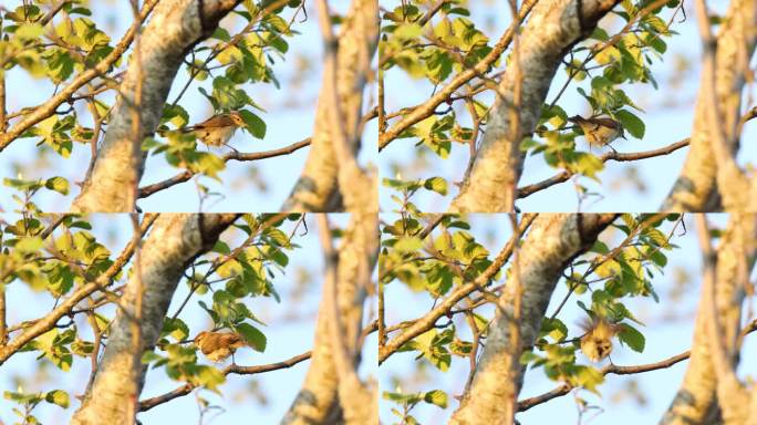 在爱沙尼亚春天的夕阳下，柳莺在树枝上梳理羽毛，准备离开